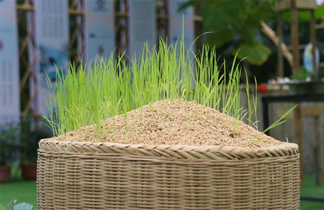 鋤頭|研學印記｜最美的課堂在路上——德琳學校