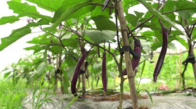 云和|立秋 | 暑热将褪 忽而入秋