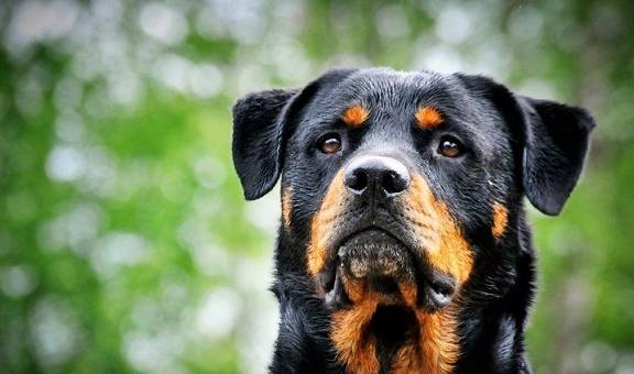 罗威纳排名_罗威纳幼犬