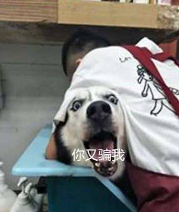 官冲|主人带二哈出去玩，到地方二哈懵了，二哈：铲屎的你骗我！