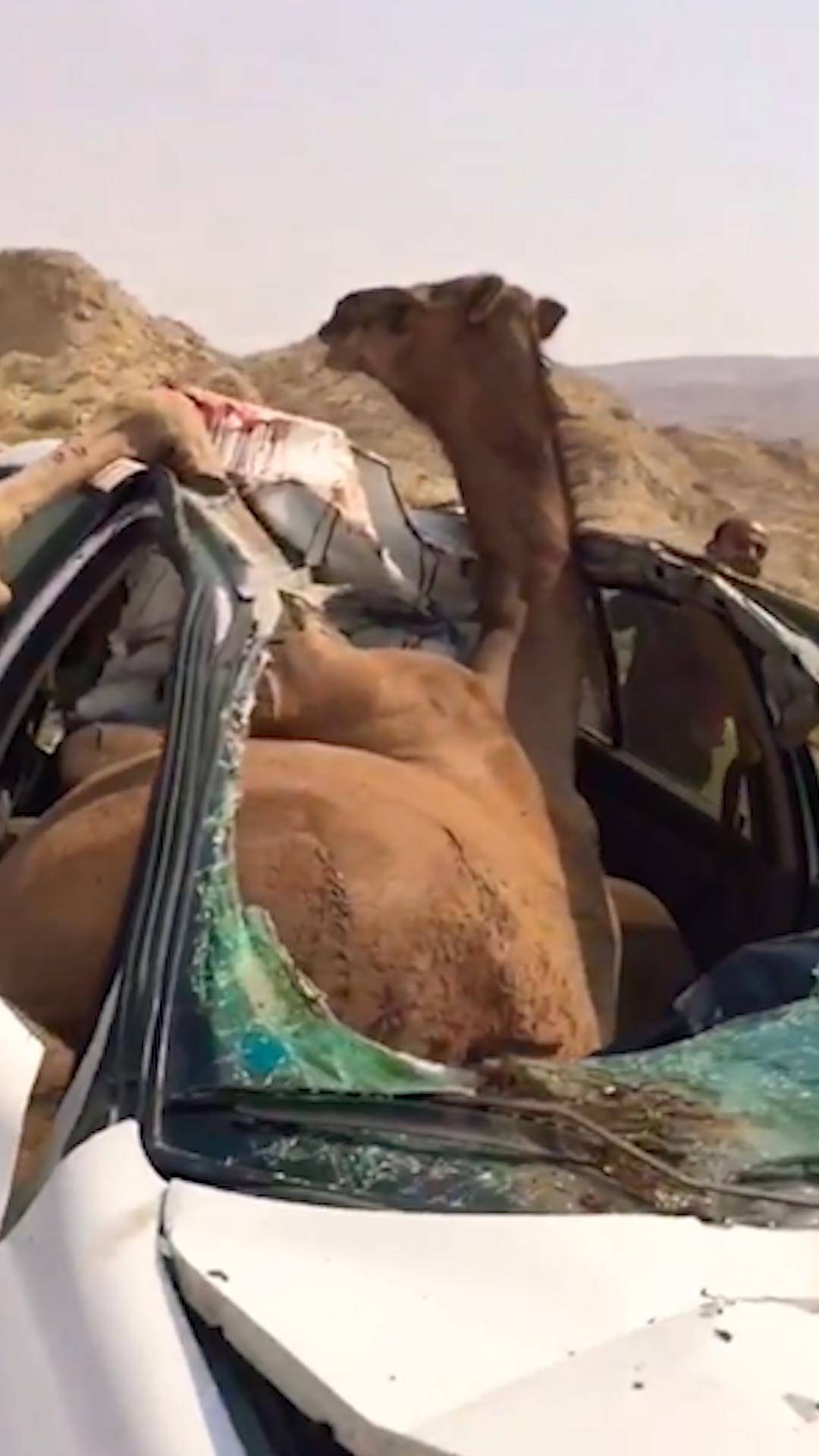 当汽车撞上野生动物时,有多惨烈?镜头拍下现场悲惨的瞬间