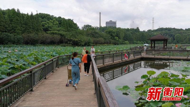 “立秋”过后，衡阳市南湖公园上百亩荷池宛如水墨画卷！