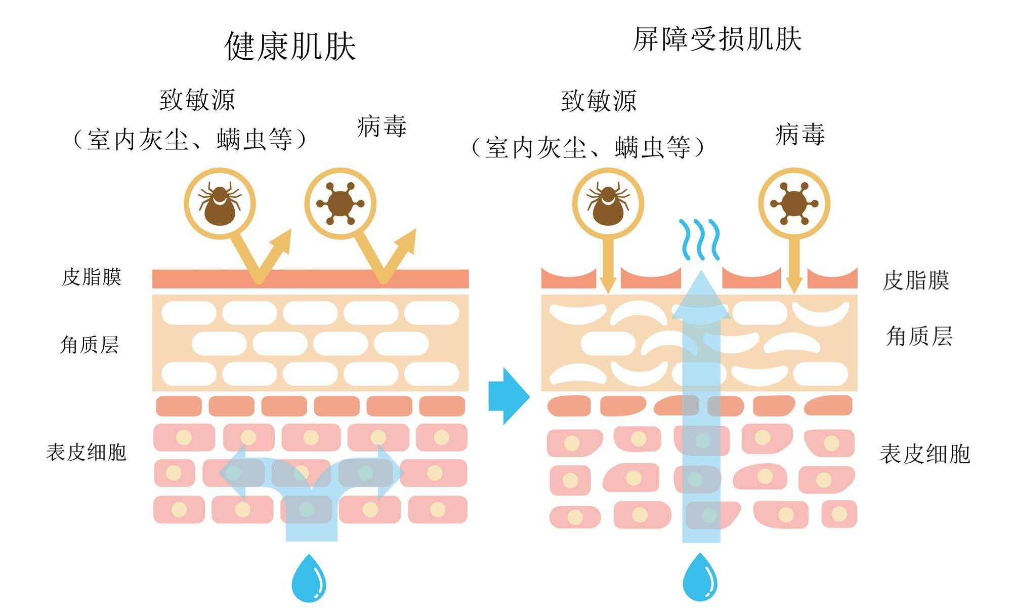 智商|风超大的“以油养肤”，是智商税吗？