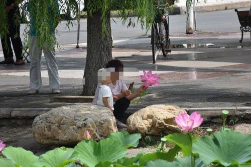 调兵山月亮湖内荷花遭了殃，有人将这美丽亲手“摧毁”