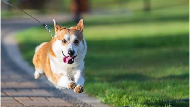 什么|“小短腿”柯基犬的几个优缺点，看完你还想养吗？