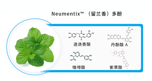 大脑天然抗衰剂——留兰香提取物的秘密