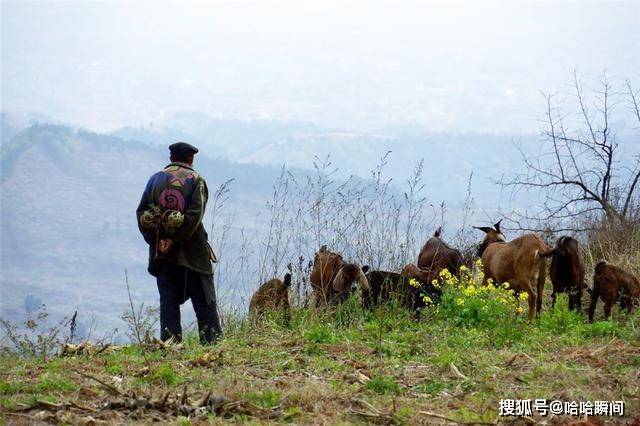 贵州深山悬崖下住有一户人家，鸡鸭羊成群，过着与世无争的生活