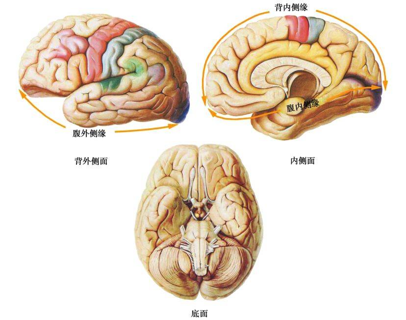 临床神经解剖学精讲— [太详细了]_手机搜狐网