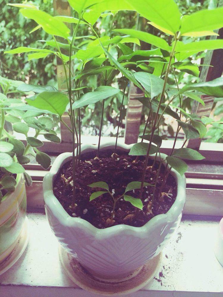 植物|大千世界真奇妙，不起眼的植物放到水里能長出漂亮的盆景