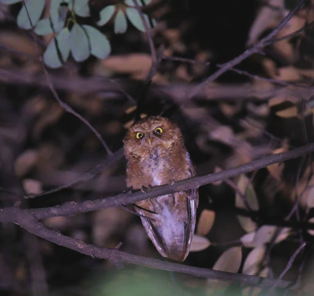 鸟人|COP15 | 当“鸟人”遇上“吹胡子瞪眼睛”的怪鸟