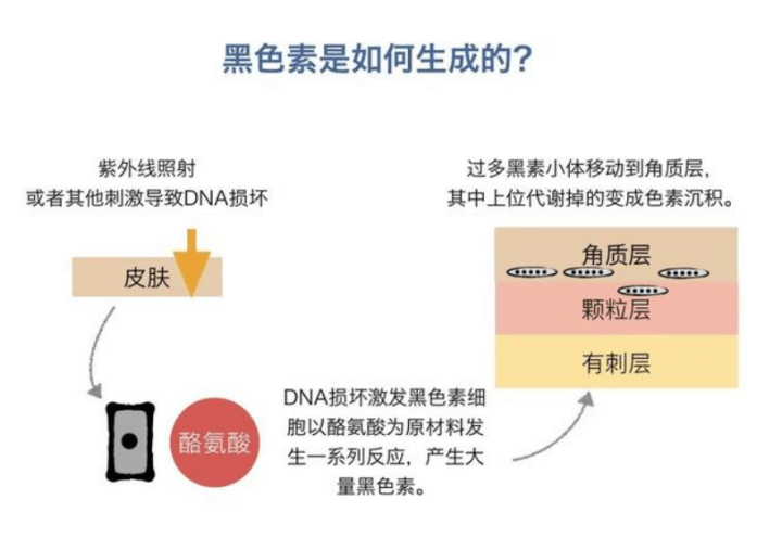 多巴|美白你只知道烟酰胺？？