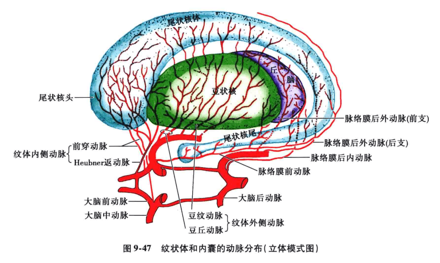 中樞神經系統疾病定位診斷圖解腦血管非常詳細值得收藏