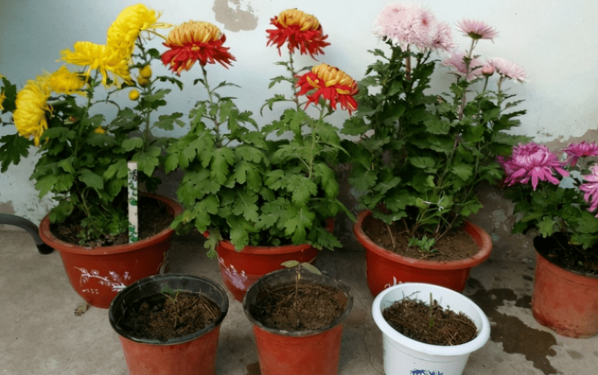 养花旧土别扔 消菌处理可再用 省钱 有趣又好使 花土