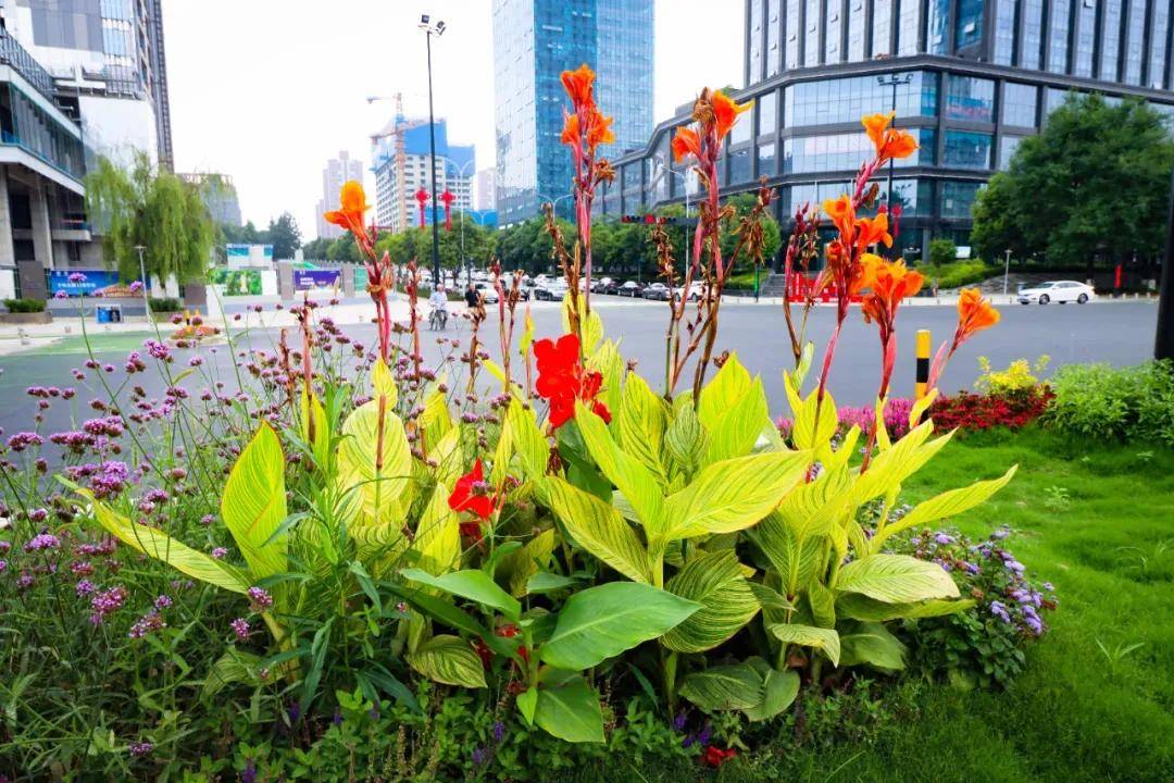 花卉|西安航天基地丨家门口的街景颜值又提升了，你发现了吗?