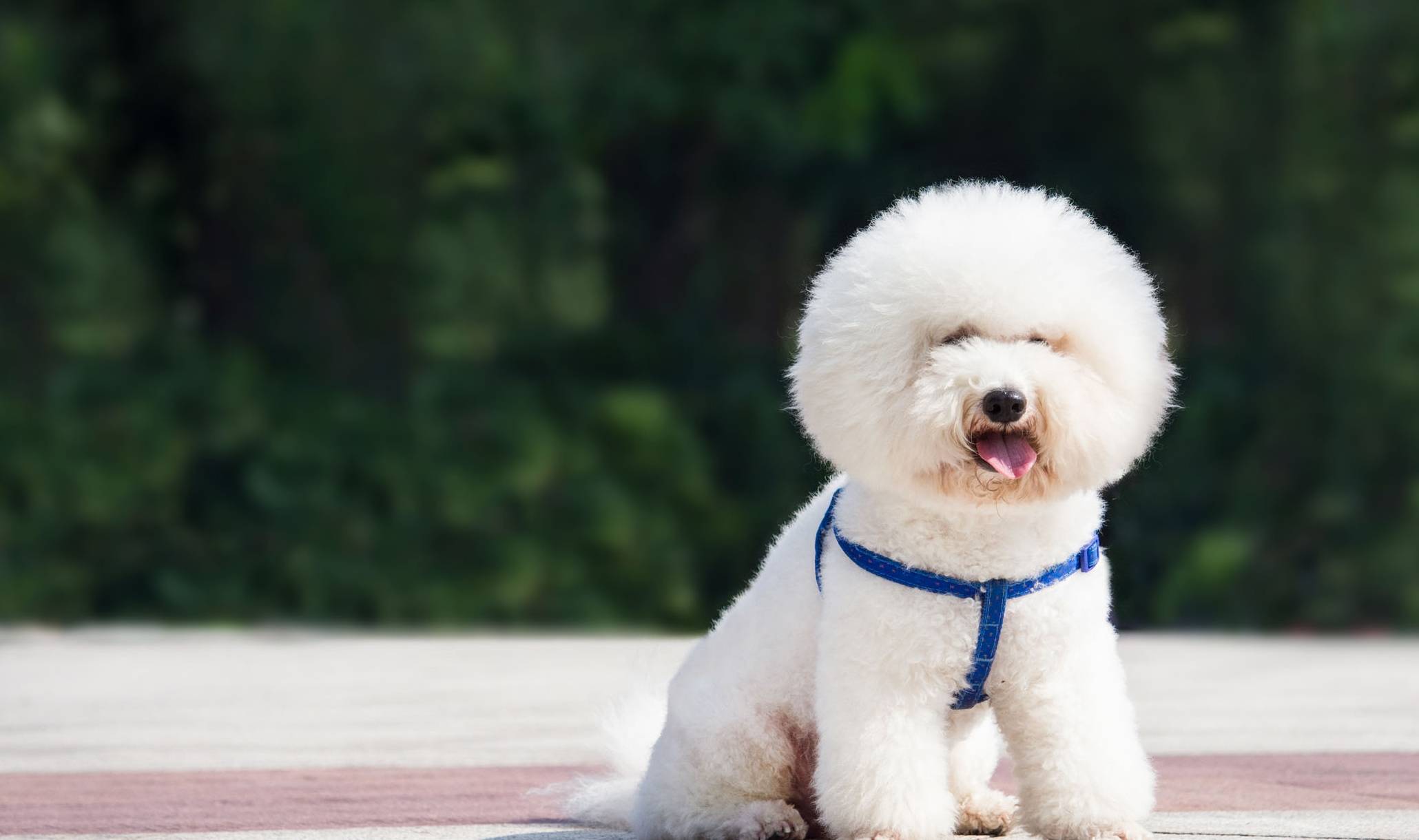 比熊犬壁纸可爱图片