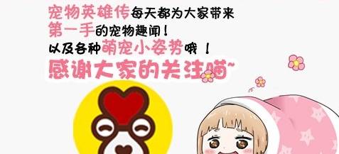 树枝|为了博得小主人欢心，柯基秒变电臀宝宝！网友：我能摸下你屁股吗