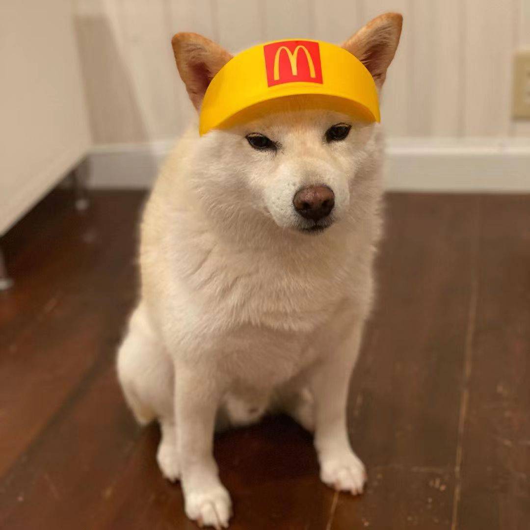 有孩子为什么不能养柴犬?网友:对柴犬不好