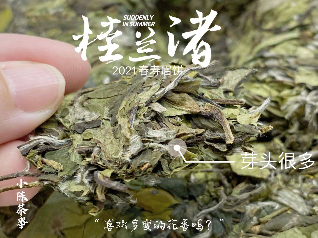 养分|长期收藏白茶，选散茶还是饼茶？两者的转化速度有快慢之分吗？
