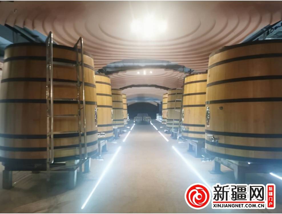 企业|新疆焉耆10万亩有机葡萄进入采摘季 葡萄酒企业蓄势待储