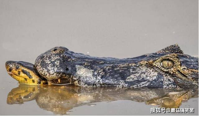 亚马逊雨林上演"狂蟒之灾",500斤森蚺活吞鳄鱼,太可怕了_泰坦