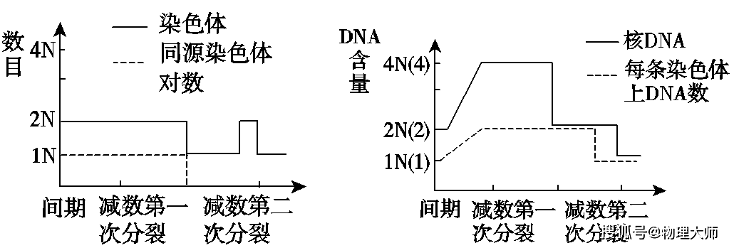 减数分裂和有丝分裂过程中的染色体与核dna数量变化模型判断④每条