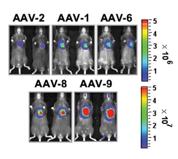 病毒|【维真生物_病毒包装】腺相关病毒/AAV在心脏中的应用及注射方法
