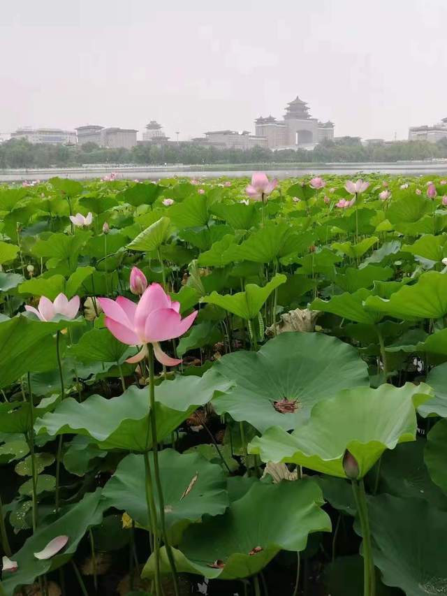 朝阳区|快乐体操特色幼儿园、中医特色幼儿园“秀”出来