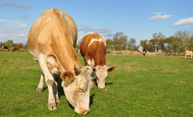 区组|补充胶原蛋白只能靠特殊途径?选对食材,一样可以达到同等效果!