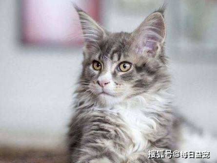 独立|6种寿命长的猫咪，推荐给喜欢养猫的人！