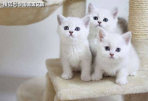 怎么减少猫咪泪痕 45ad8cb49ca6482a80958a109dfcdc78.jpeg