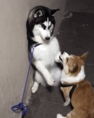 什么|最怂哈士奇害怕柯基,用爪子捂住柯基的眼,二哈:大哥有话好好说