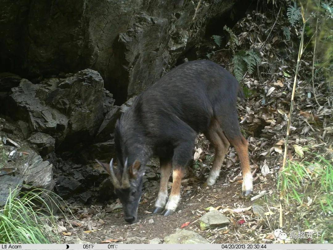 鬣羚|秘野寻踪，你知道高黎贡山下都有哪些神奇物种吗？