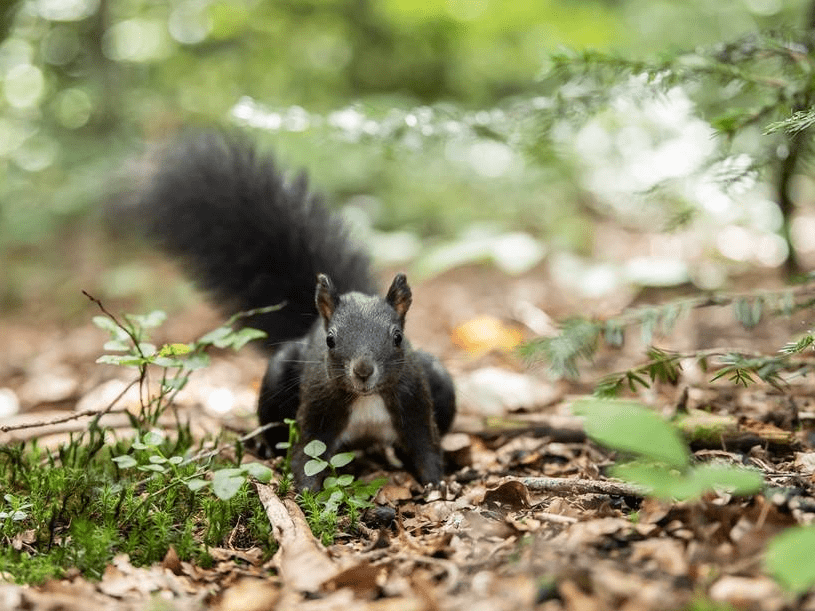德国松鼠尾巴蓬松全身毛茸茸萌萌哒