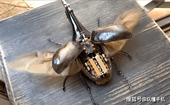 小伙用昆虫标本造出蒸汽朋克风甲虫 带微型八缸发动机 艺术