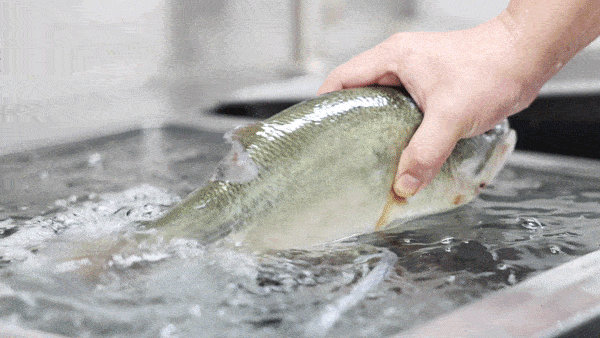 「 鲈鱼上桌前还在拍浪 」爱喝靓汤的老广们,自然不能错过这口熬足了8