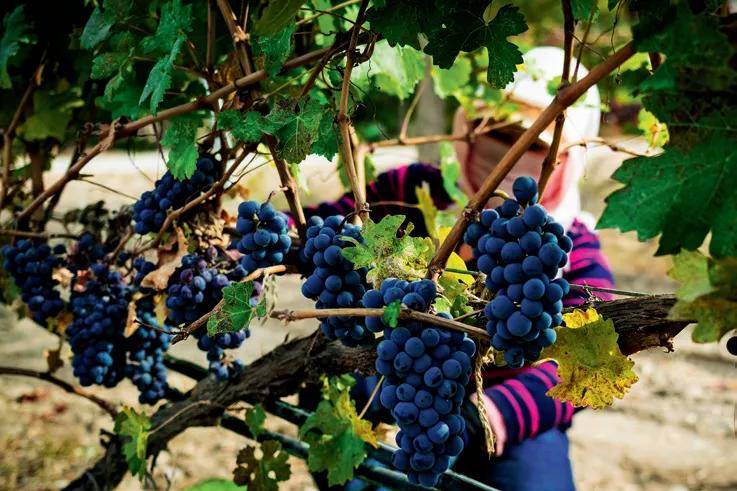 张裕摩|观万亩葡萄长廊,赏贺兰山下酒庄!