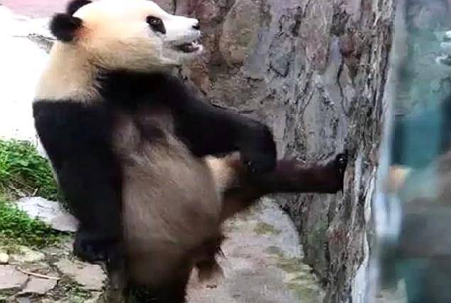 熊貓知道自己是國寶, 當時就飄了! 網友: 就差一根金鏈子了 萌趣萌寵 第5张