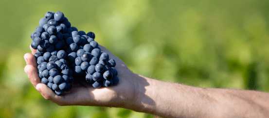 进行|劳伦彭寿&拉芳伯爵,优质地块!