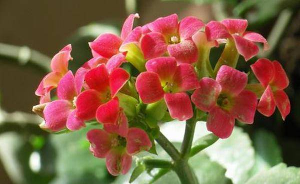 长寿花满盆都是花苞 却不开 教你几招 催花术 管用 植株