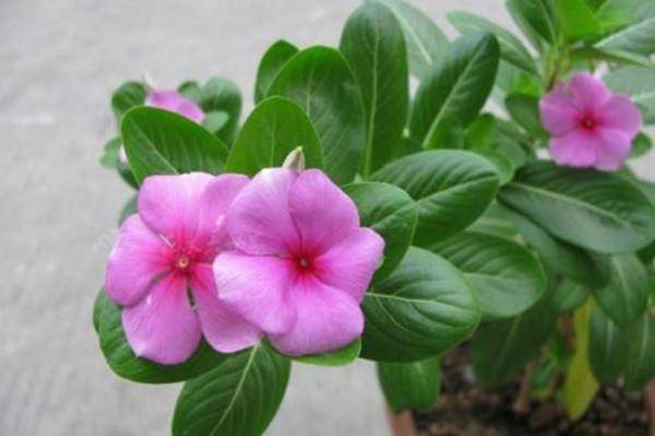 开花最勤的植物 8763f7d960a64655b33d3b76808d980a.jpeg