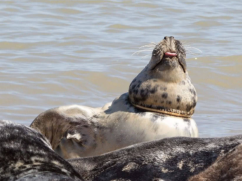曾经自由自在的海豹却被塑料勒住脖子，人的恶果为何总由动物承担
