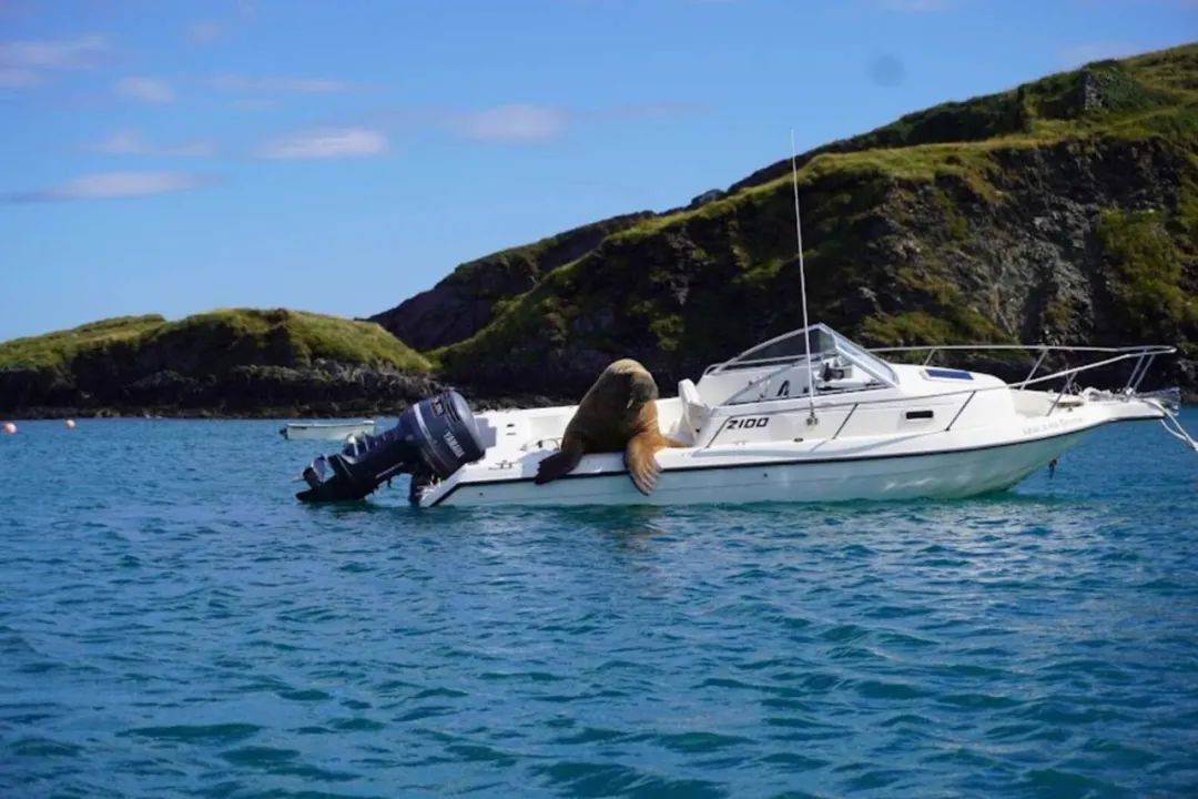 冒险途中的海象看上一艘游艇，直接翻身上船，躺在上面打盹晒太阳
