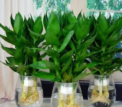 富贵竹几天换一次水怎么养 4d4599fea69e4036b0d3c5557b323266.jpeg