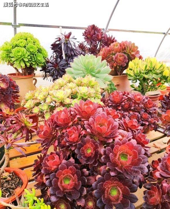 多肉怎样度过高温期 92f0496e6cfc4a53baa71d32bd6508df.jpeg