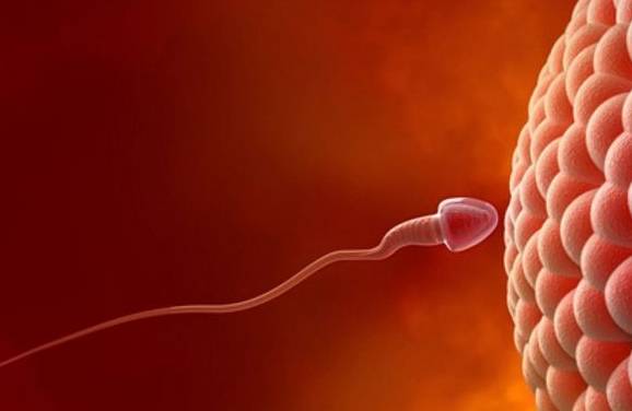 一般多久着床成功 b43527547da140559d0fb461e9274815.jpeg