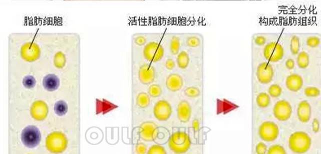 脸部|帮你求证：脸部脂肪填充恢复过程？脸部脂肪填充有风险吗？