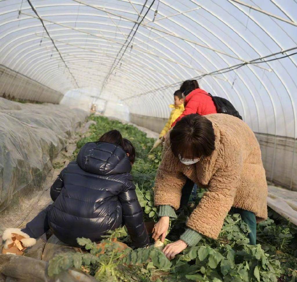 显得|孙俪一家逛农场，39岁穿大衣开三轮车运蔬菜好拉风，儿子爬墙太皮