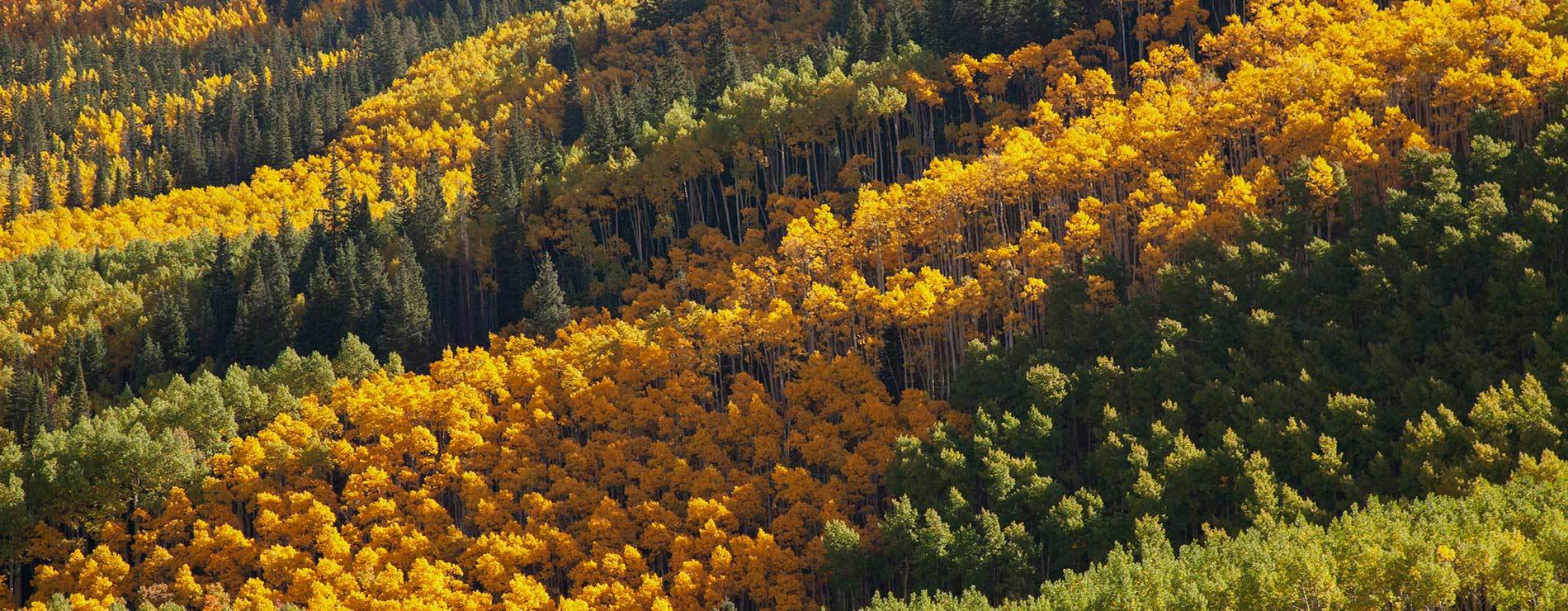 秋日旅游攻略| 在北美最色彩斑斓的季节玩转美国阿斯本_搜狐网