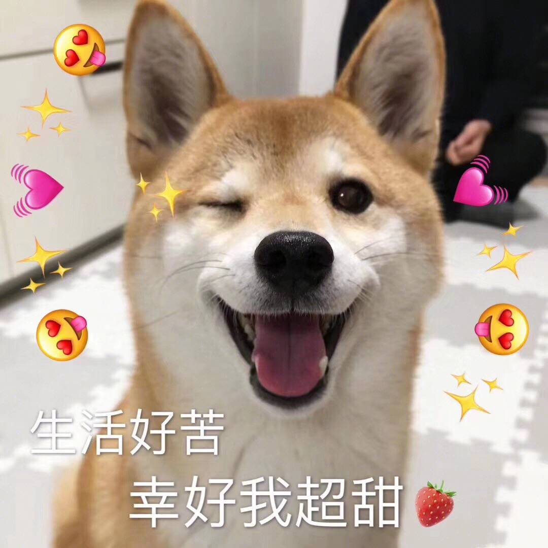 进行|养狗前需要知道哪些？行内人列出以下几点