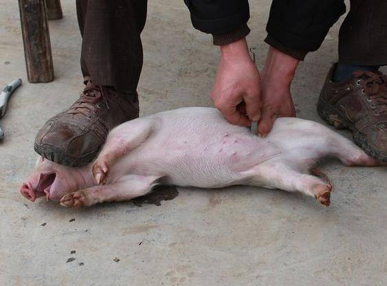 女子阉猪劁猪图片